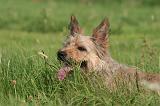 BOUVIER DES ARDENNES 414